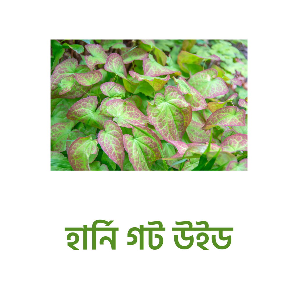 হর্নি গট উইড